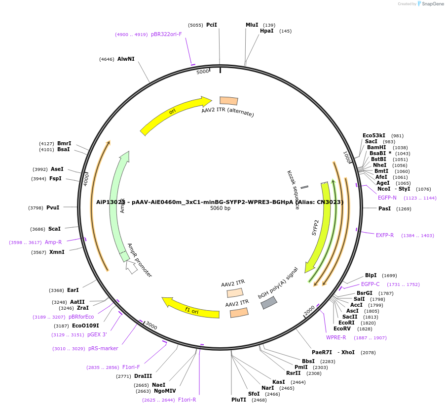 224020-plasmid-map-sequence-id-450589