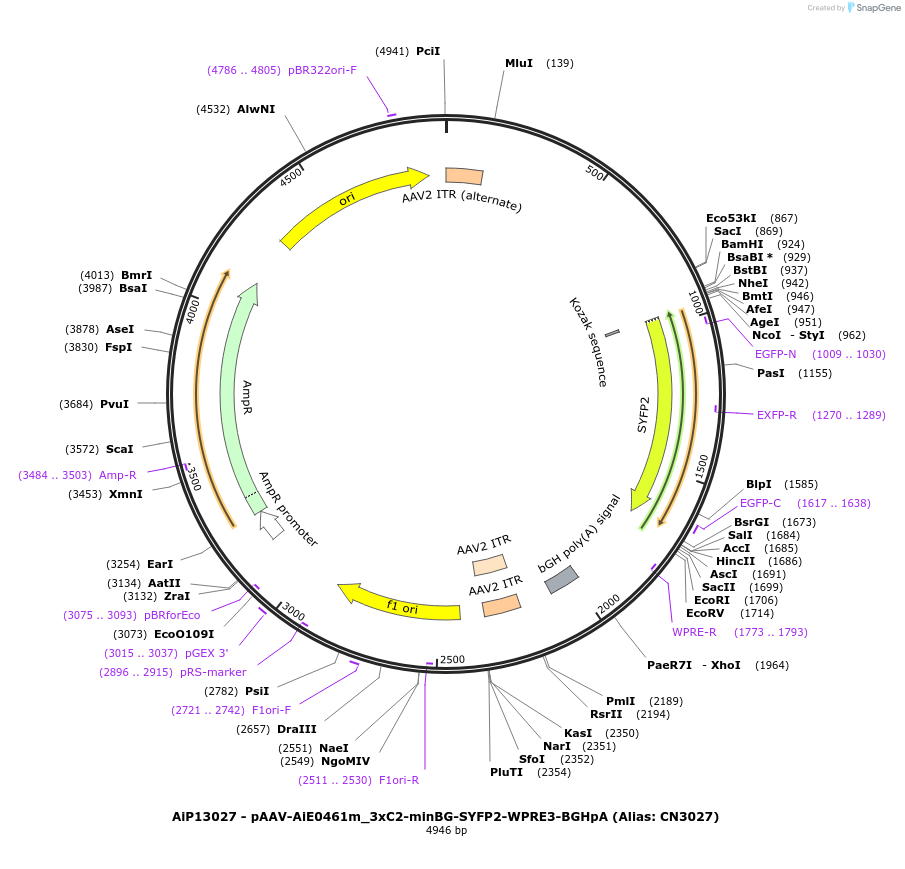 224021-plasmid-map-sequence-id-450590