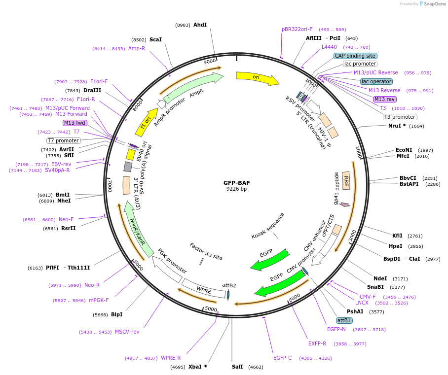 227442-plasmid-map-sequence-id-450593