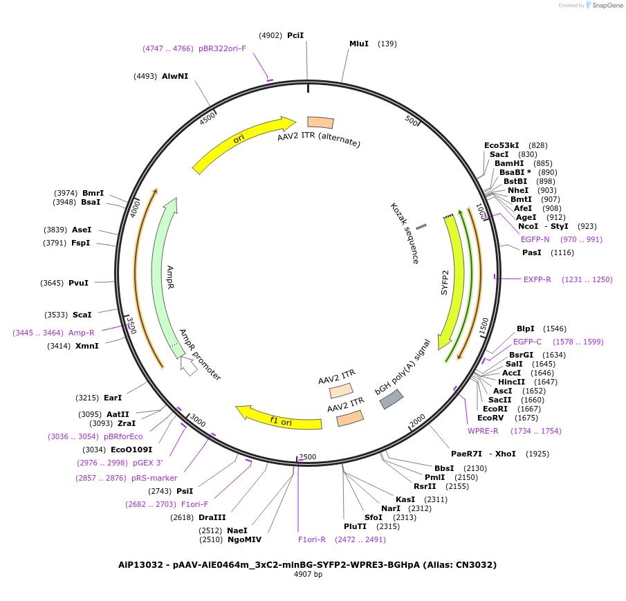 224024-plasmid-map-sequence-id-450594