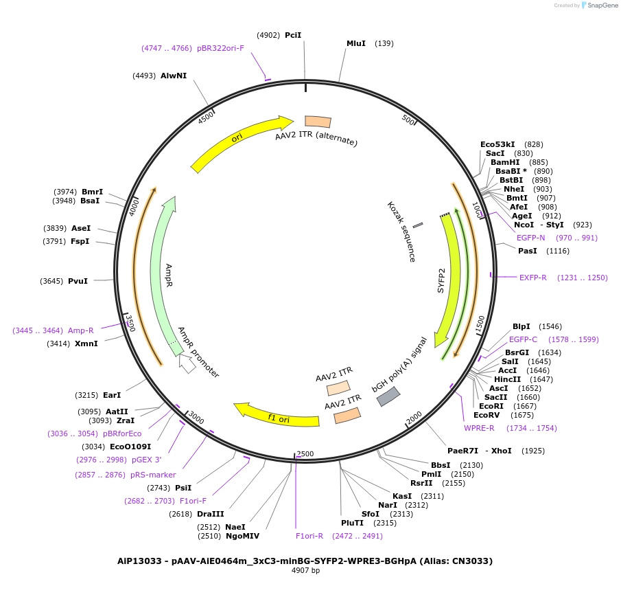 224025-plasmid-map-sequence-id-450596