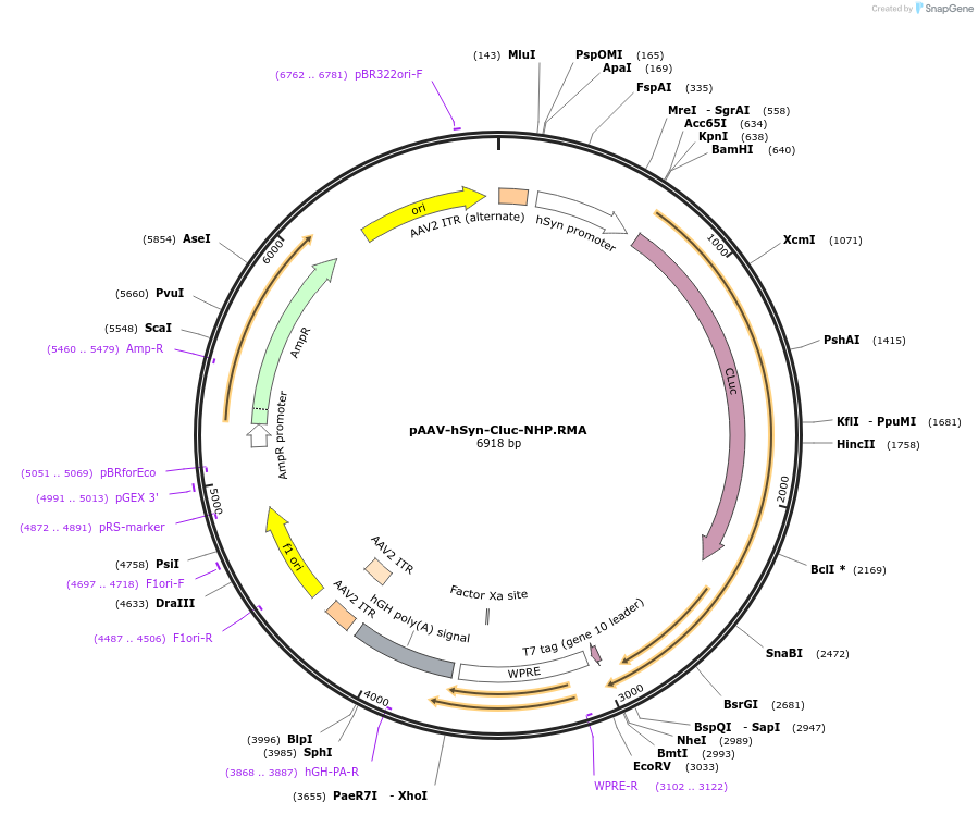227888-plasmid-map-sequence-id-450599