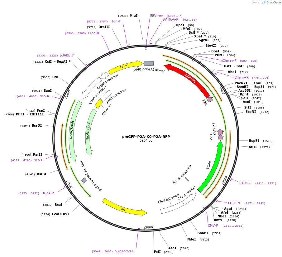105686-plasmid-map-sequence-id-450656