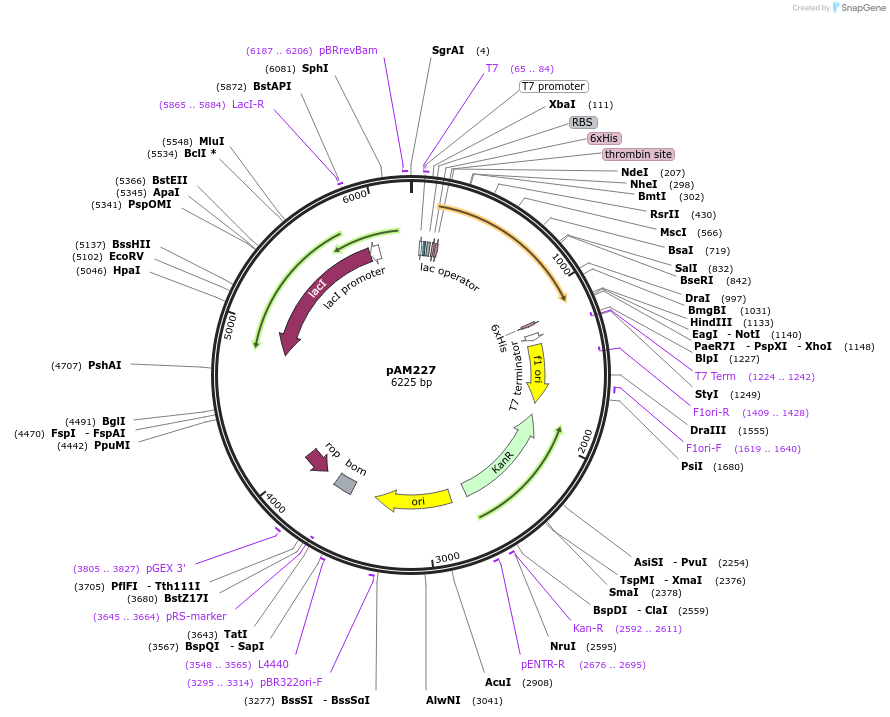 226650-plasmid-map-sequence-id-450661
