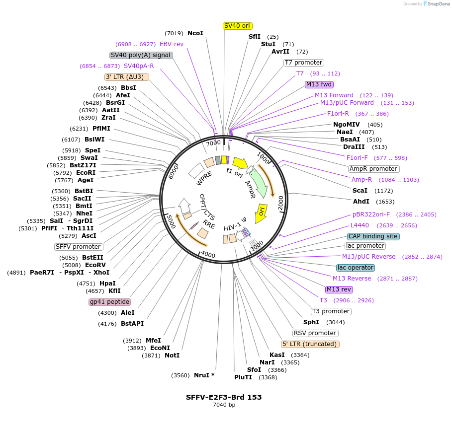 219117-plasmid-map-sequence-id-450676
