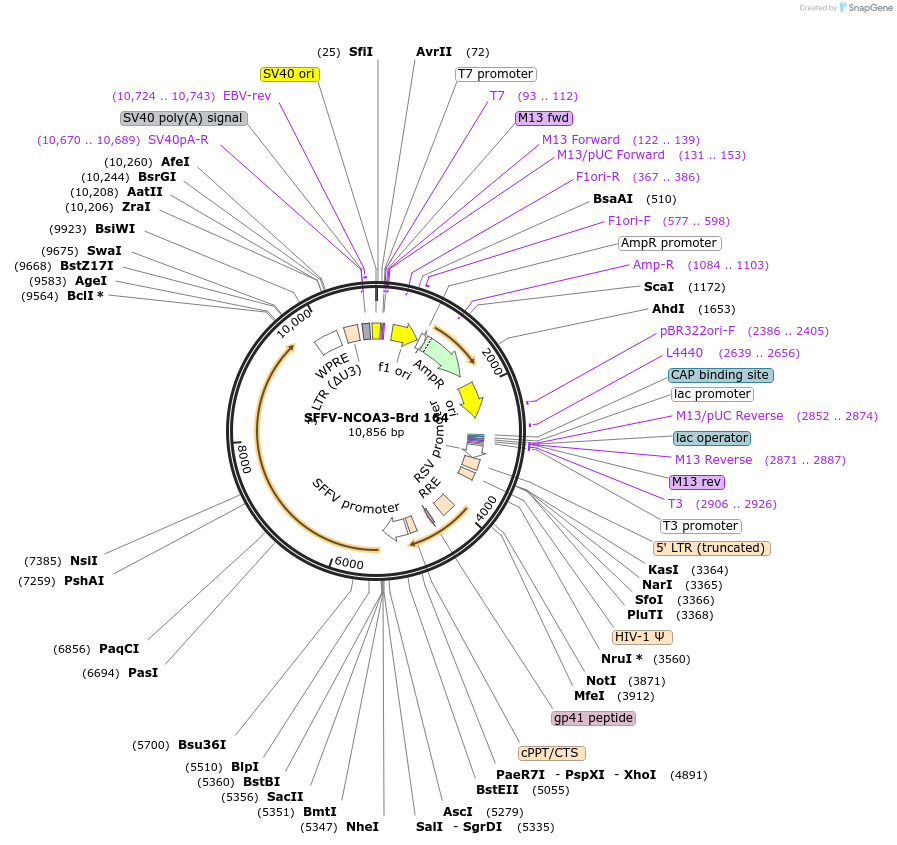 219126-plasmid-map-sequence-id-450678