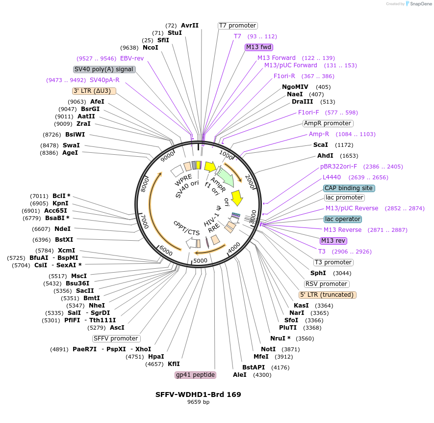 219131-plasmid-map-sequence-id-450680