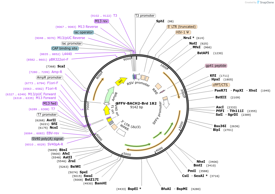 219142-plasmid-map-sequence-id-450682