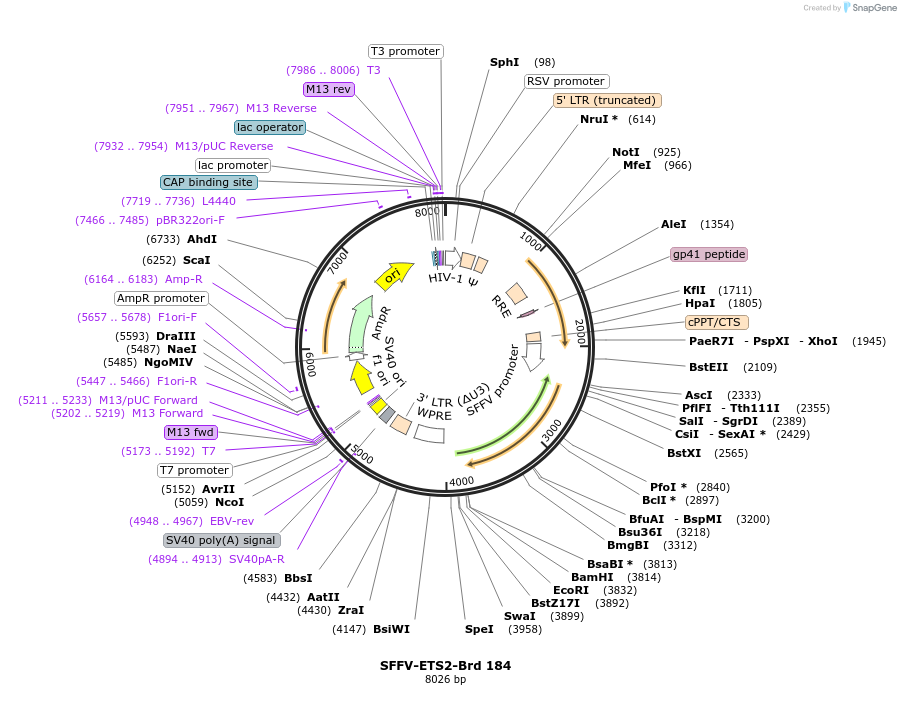 219143-plasmid-map-sequence-id-450683