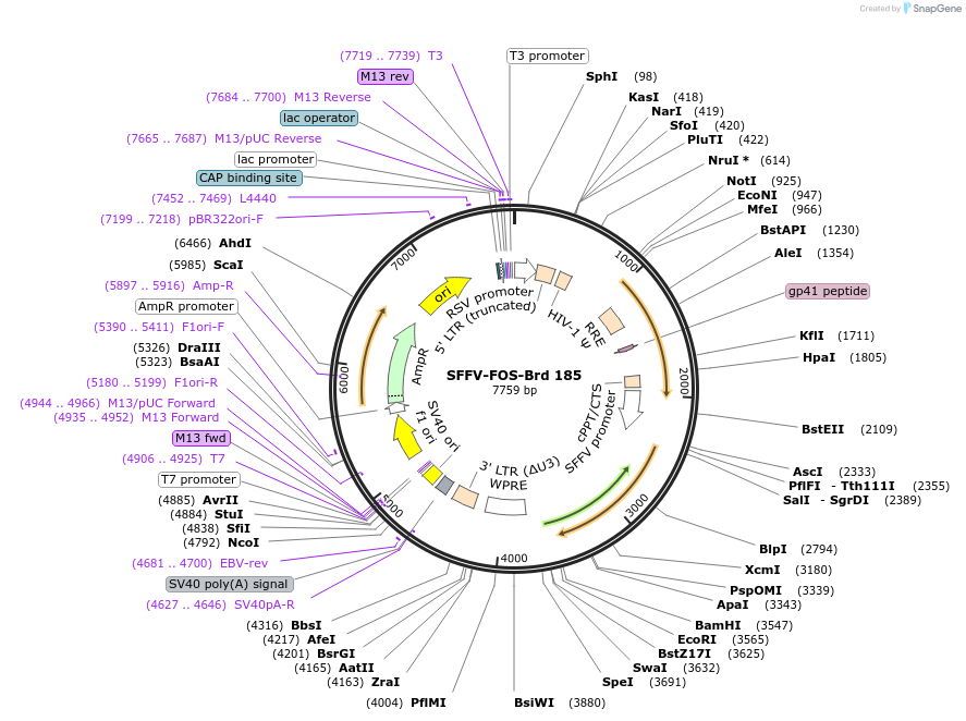 219144-plasmid-map-sequence-id-450684