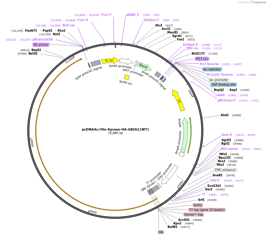 79431-plasmid-map-sequence-id-450685