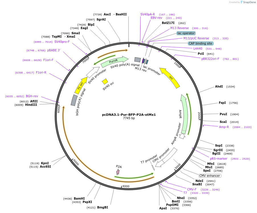 224553-plasmid-map-sequence-id-450691