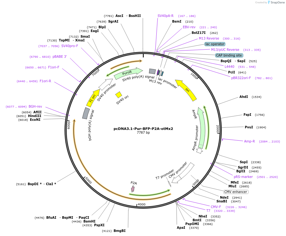 224554-plasmid-map-sequence-id-450692