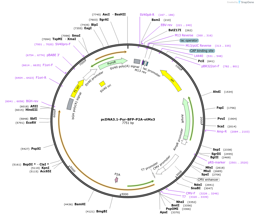 224555-plasmid-map-sequence-id-450693