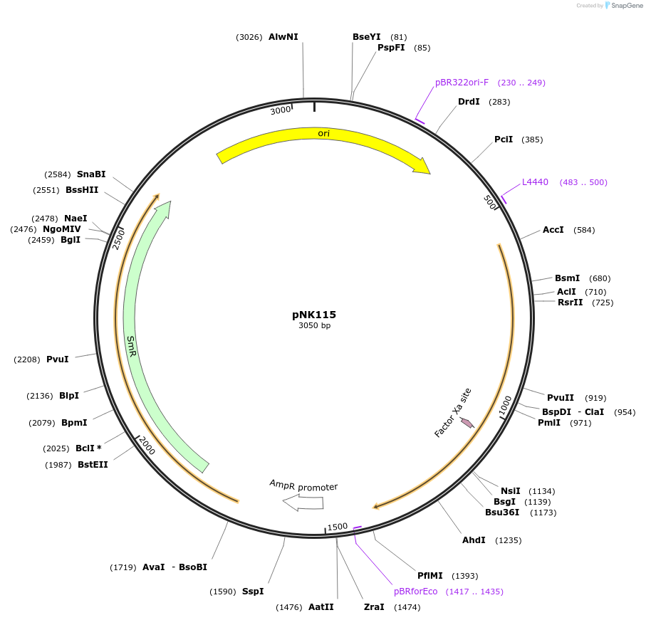 219745-plasmid-map-sequence-id-450697