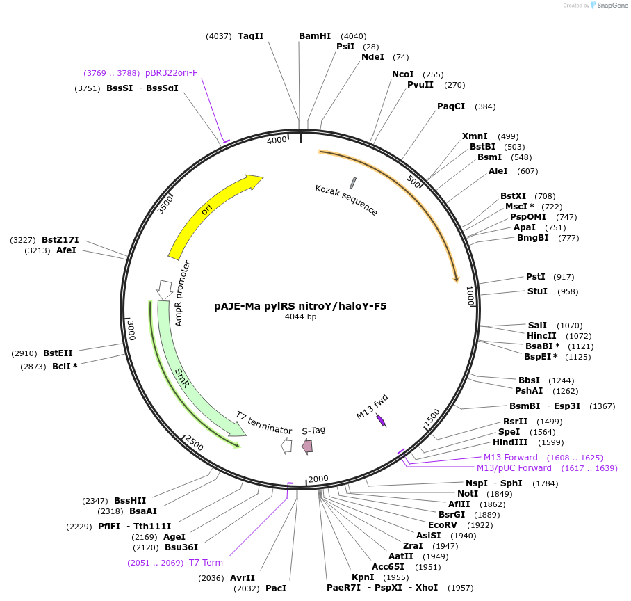 225684-plasmid-map-sequence-id-450701