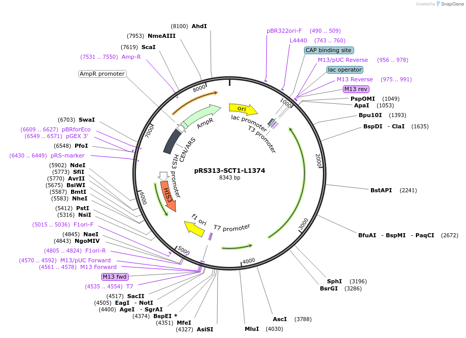 226267-plasmid-map-sequence-id-450702