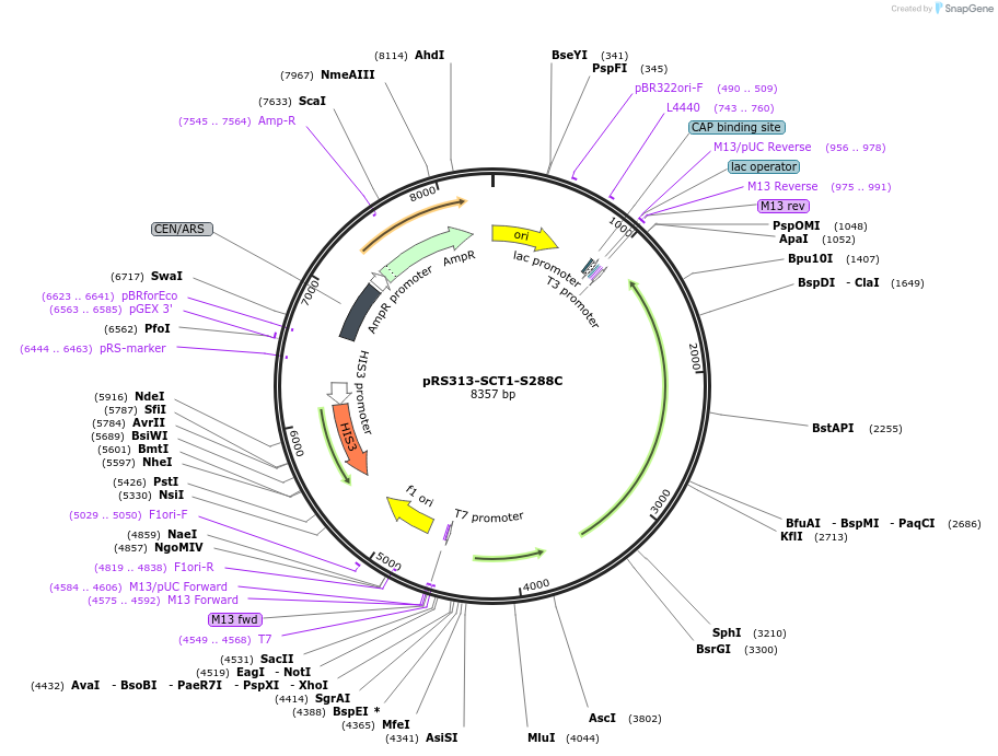 226266-plasmid-map-sequence-id-450703