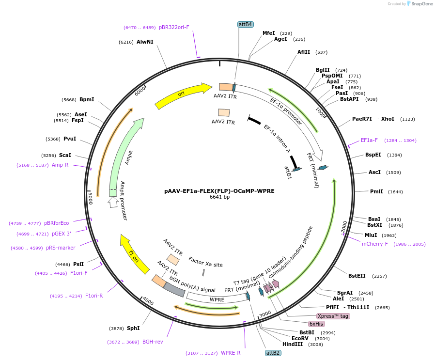 224936-plasmid-map-sequence-id-450707