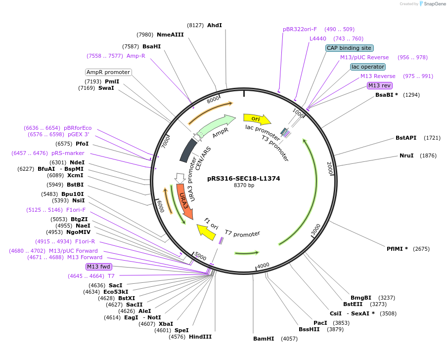 226275-plasmid-map-sequence-id-450712