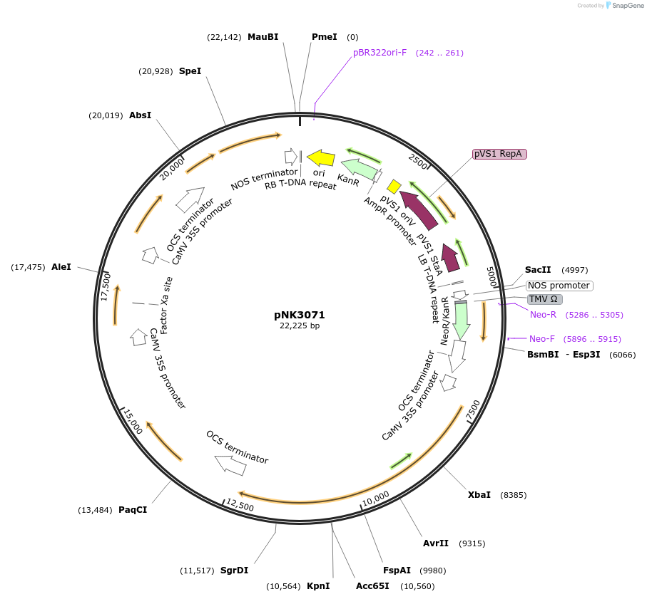 219755-plasmid-map-sequence-id-450717
