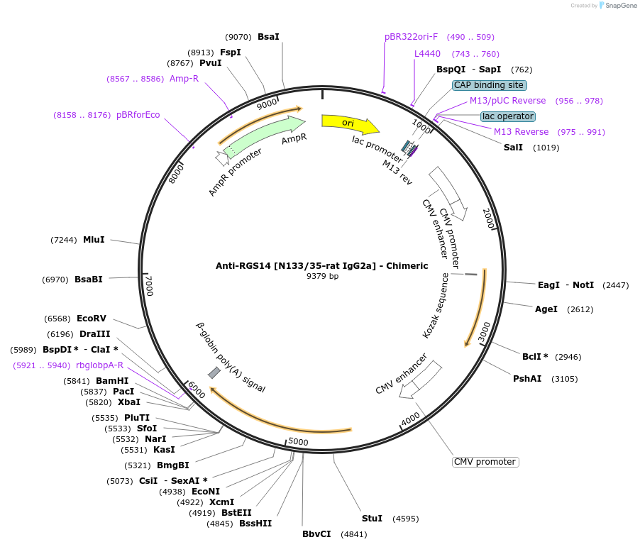 227075-plasmid-map-sequence-id-450726