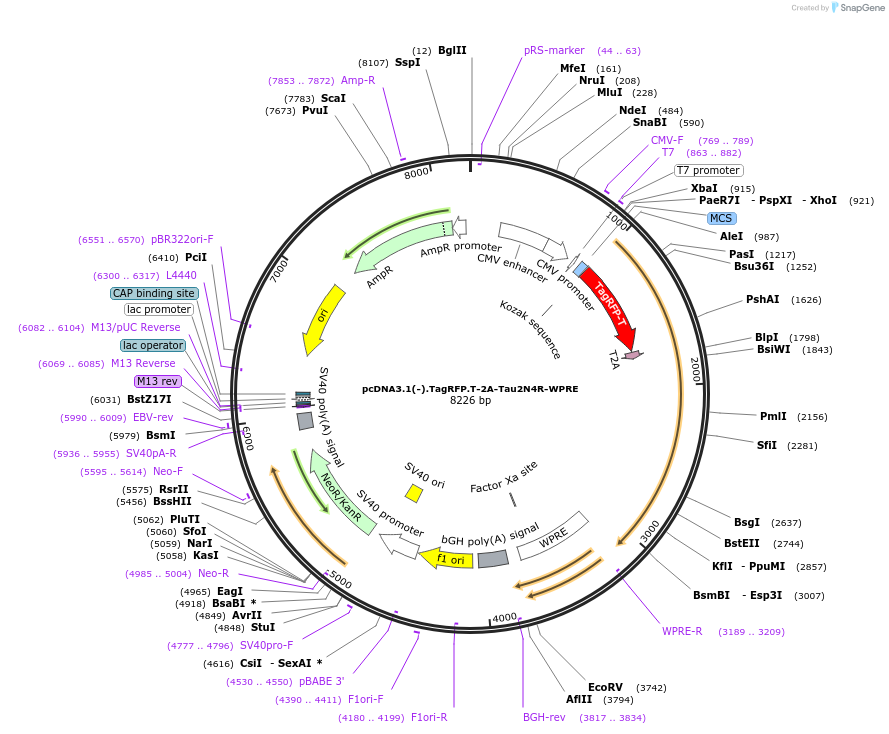 226380-plasmid-map-sequence-id-450730