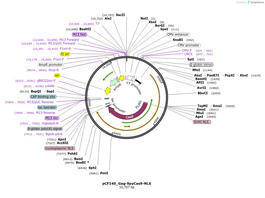 225959-plasmid-map-sequence-id-450755