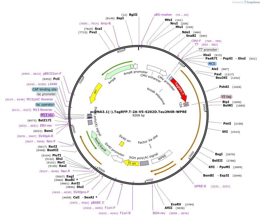 226390-plasmid-map-sequence-id-450756