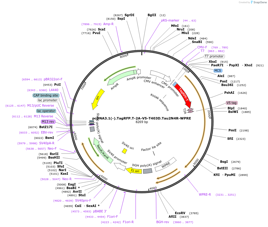 226393-plasmid-map-sequence-id-450770
