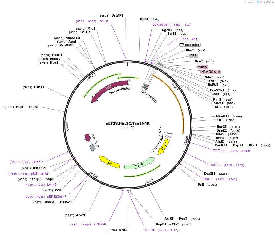 226396-plasmid-map-sequence-id-450776