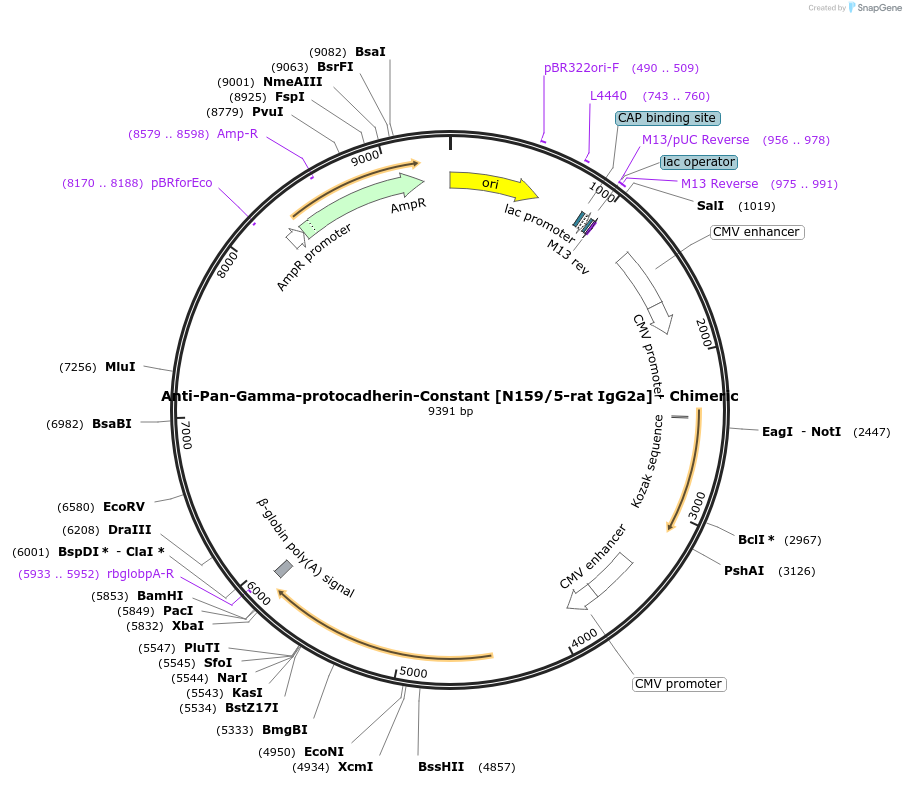 227069-plasmid-map-sequence-id-450778