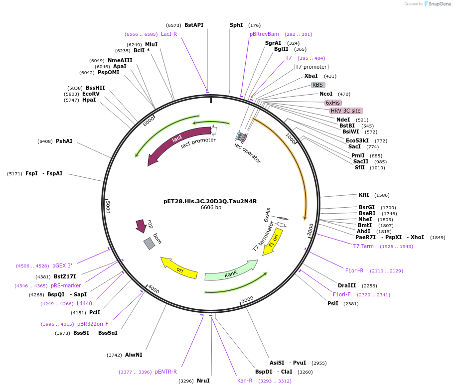 226397-plasmid-map-sequence-id-450779