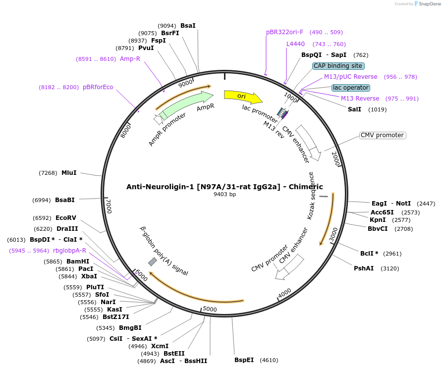 227064-plasmid-map-sequence-id-450781