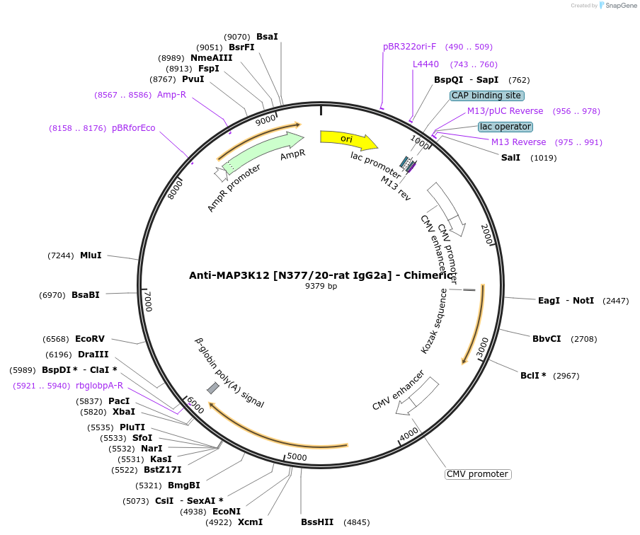 227060-plasmid-map-sequence-id-450800