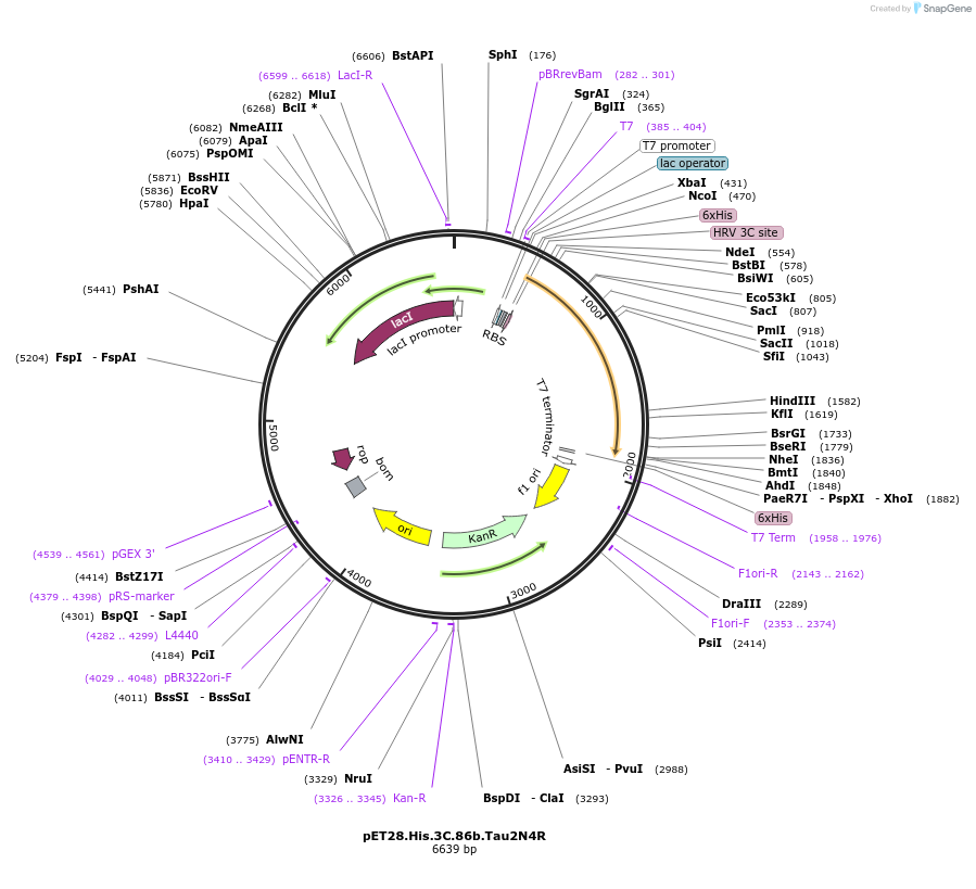 226399-plasmid-map-sequence-id-450803