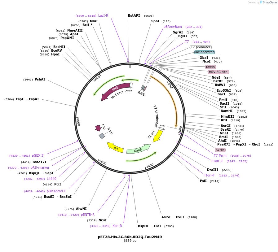 226400-plasmid-map-sequence-id-450806