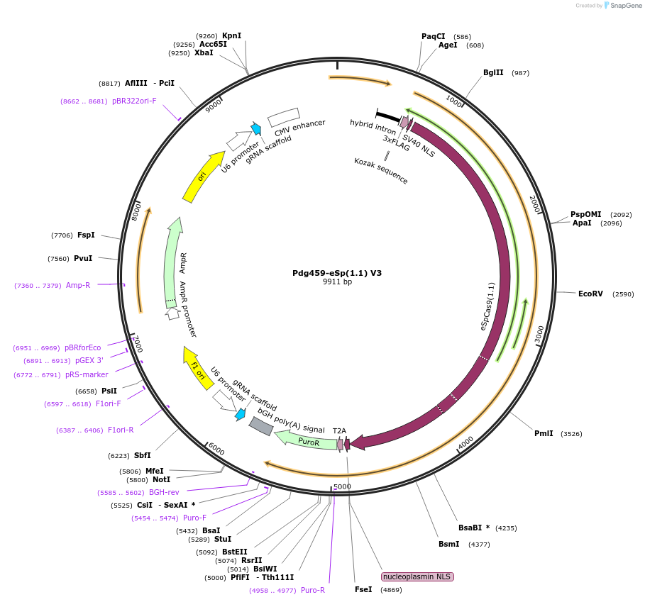 226965-plasmid-map-sequence-id-450820