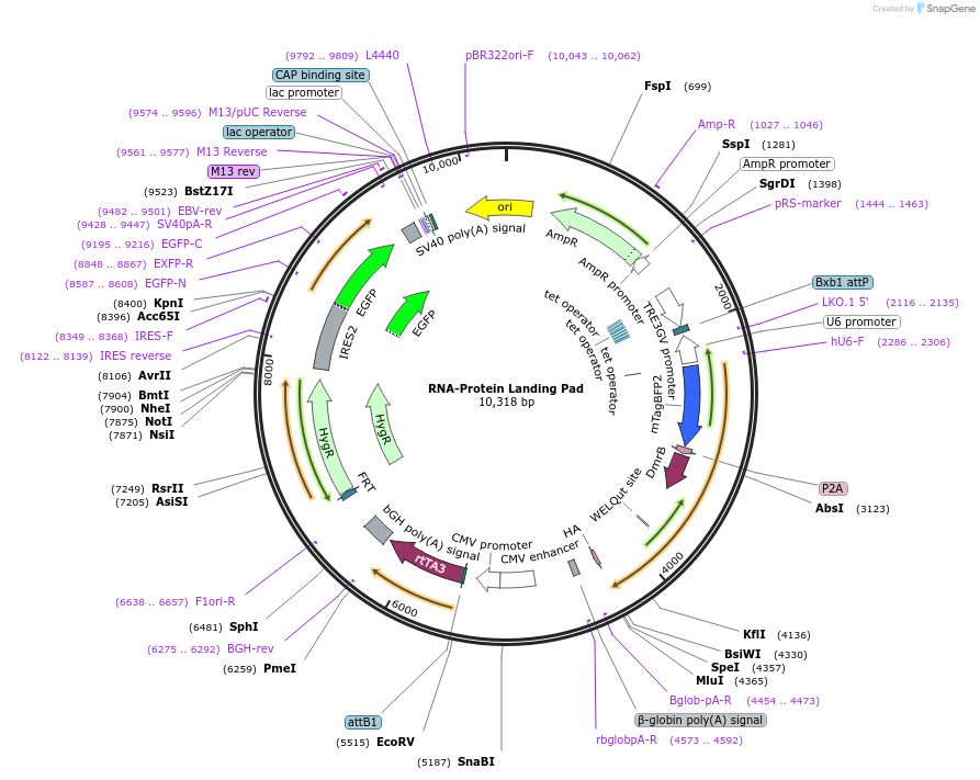226162-plasmid-map-sequence-id-450826