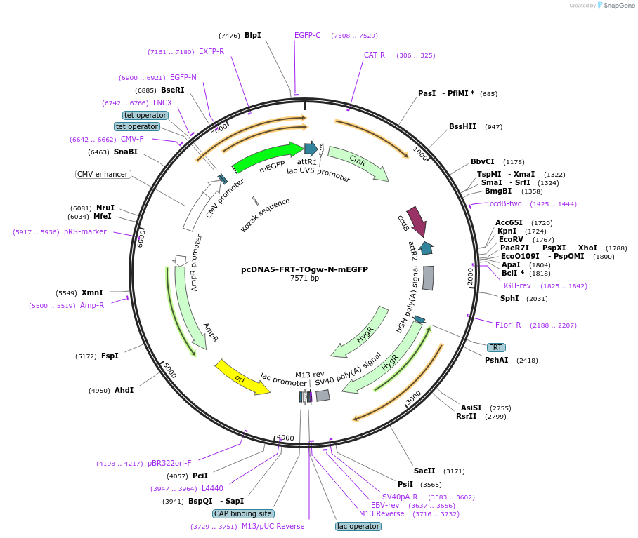 223949-plasmid-map-sequence-id-450830