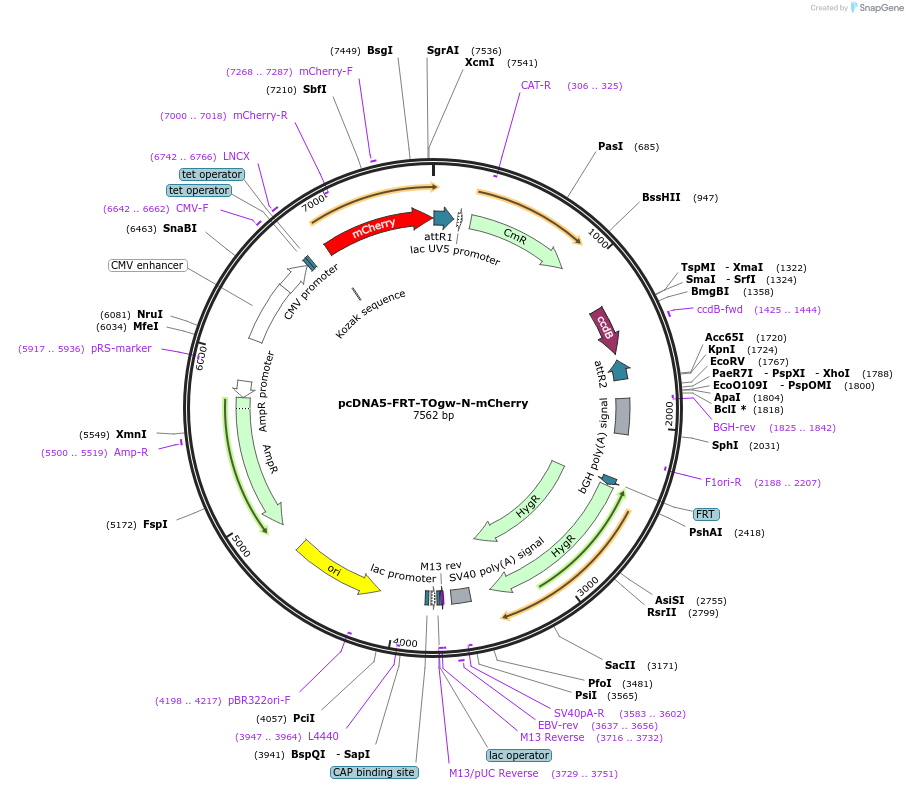 223948-plasmid-map-sequence-id-450831