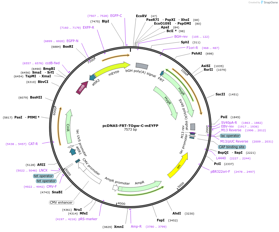 223951-plasmid-map-sequence-id-450832