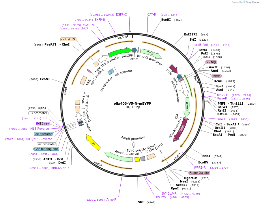 223955-plasmid-map-sequence-id-450839