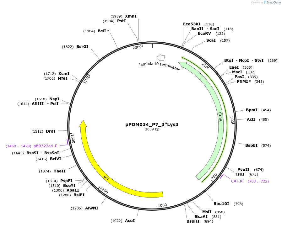 216459-plasmid-map-sequence-id-450843