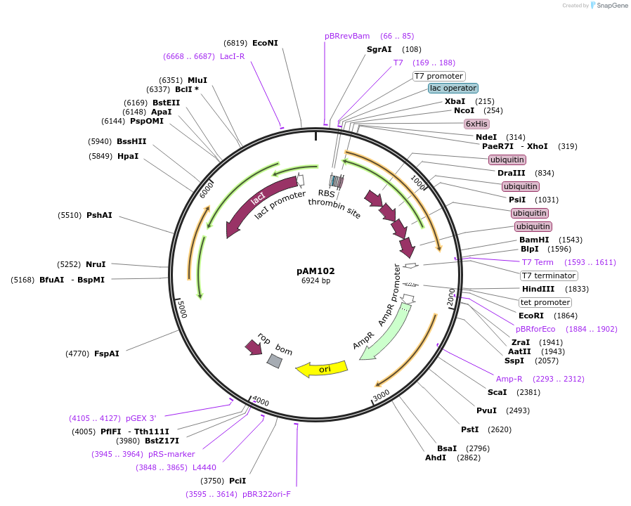226694-plasmid-map-sequence-id-450905
