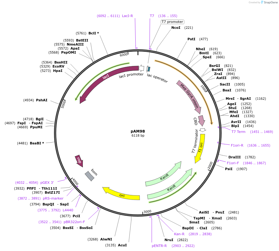 226690-plasmid-map-sequence-id-450909