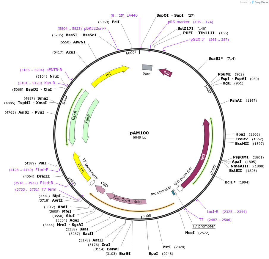 226692-plasmid-map-sequence-id-450910