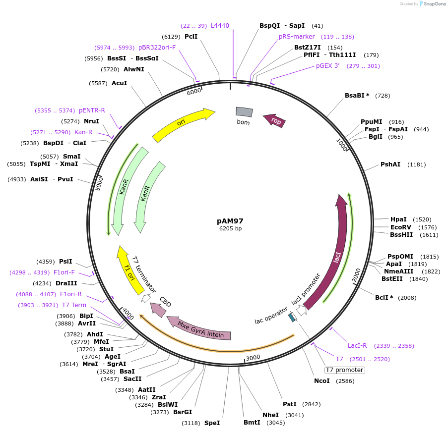 226689-plasmid-map-sequence-id-450912