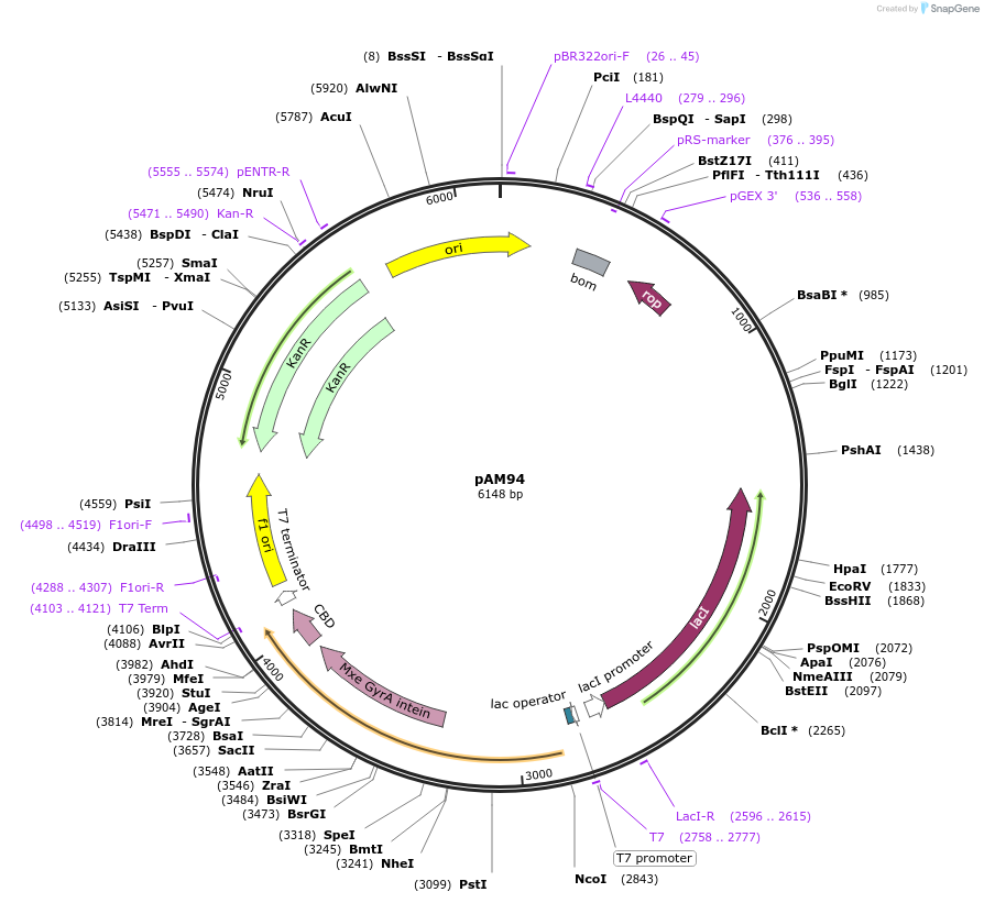 226686-plasmid-map-sequence-id-450919