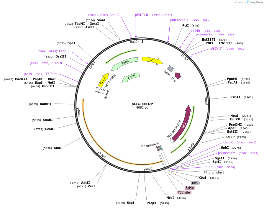 224463-plasmid-map-sequence-id-450923